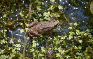 Rainette - St-Constant 2016 - crédit Aline P. Porciuncula-164