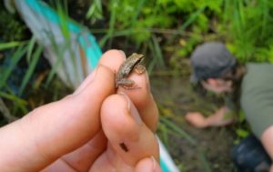 Projet Saint-Constant 2017 - crédit photo: Pascal Royer-Boutin